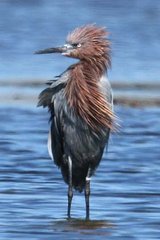 Reddish Egret